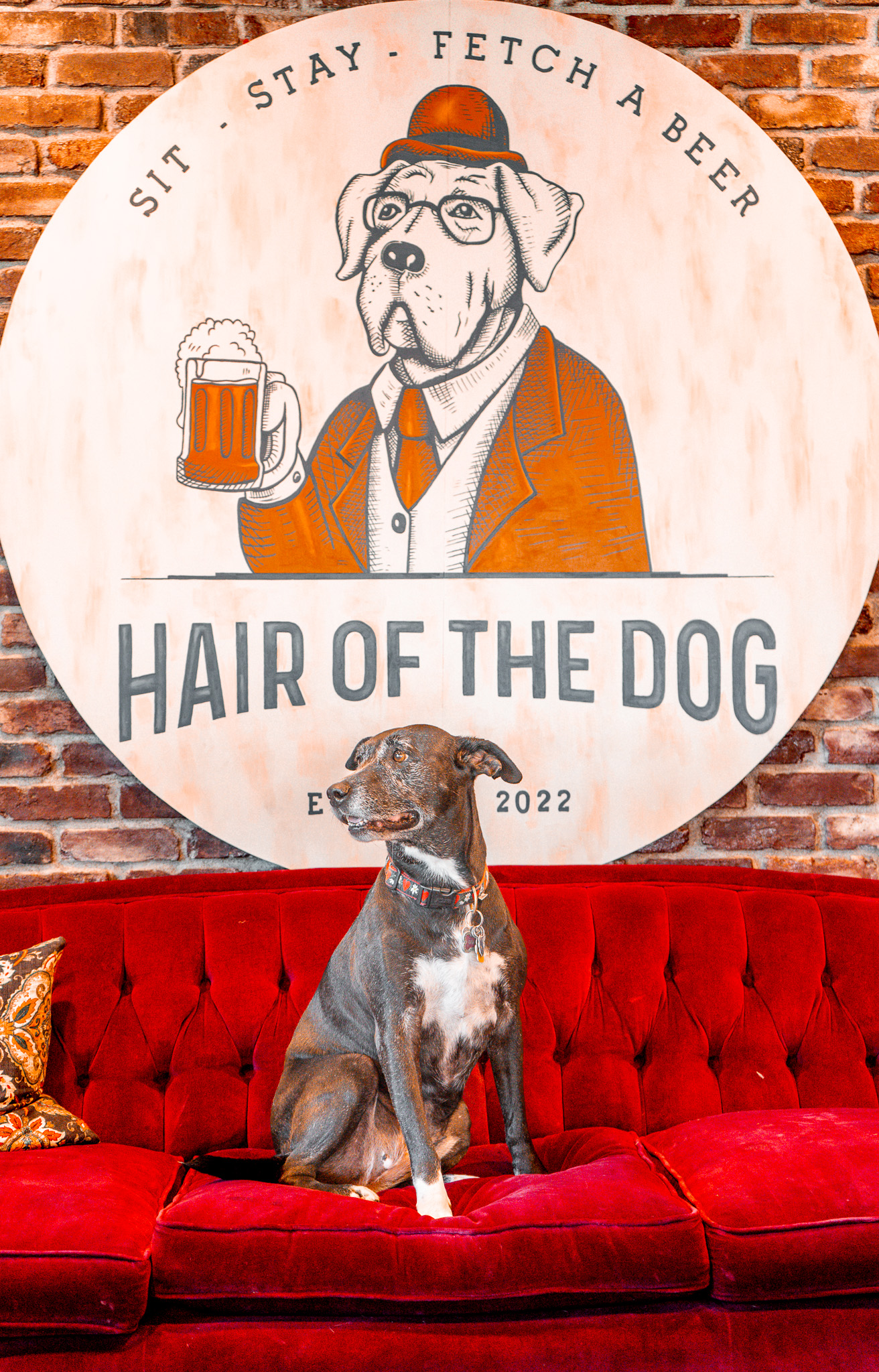 Hair of the Dog